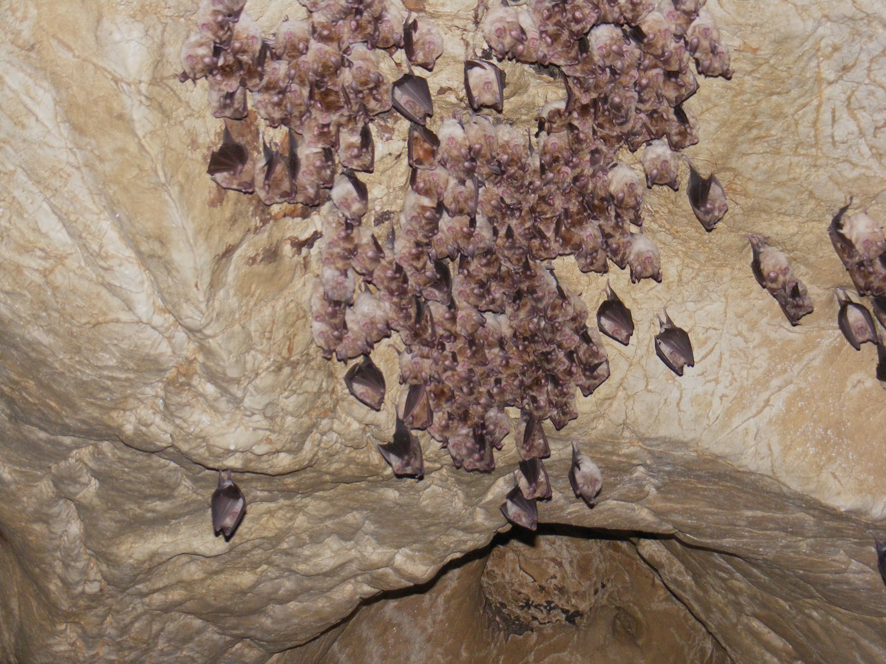 Coltul Surpat_colonie lilieci (Ianuarie 2007). Foto: Lidia Dragomir